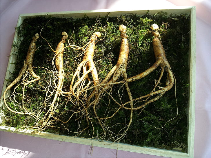 Mengenal manfaat ginseng