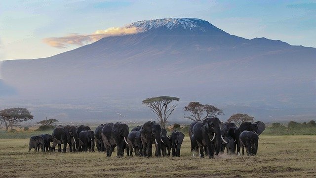 The Five Best Safari Parks In Kenya
