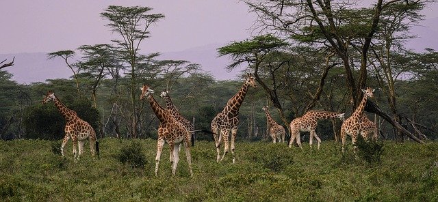 The Five Best Safari Parks In Kenya