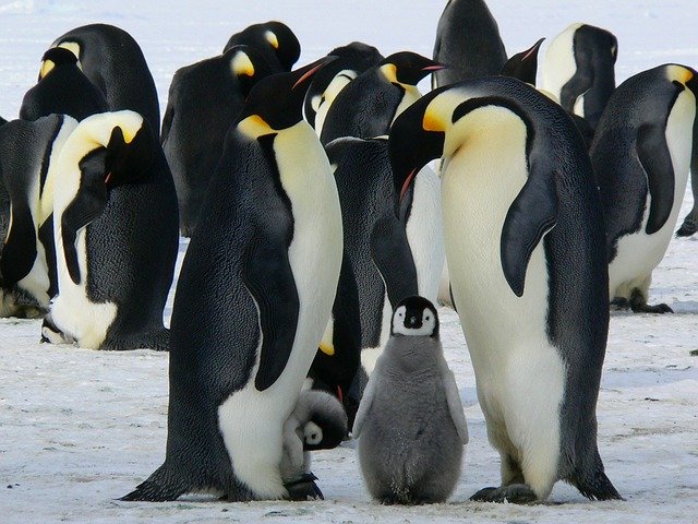 Facts Of Antarctica