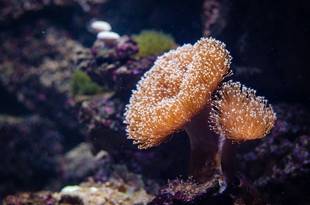 The Great Barrier Reef 20 Spectacular Facts