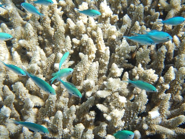 The Great Barrier Reef 20 Spectacular Facts
