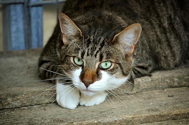 18 Cat Facts Behavior
