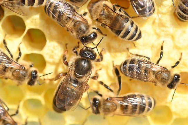 The 20 Facts of Honey