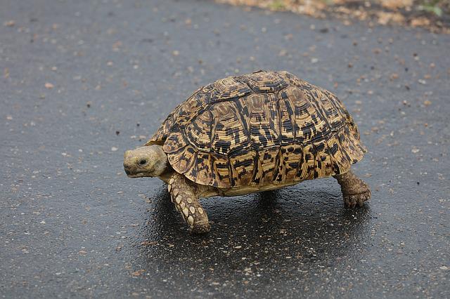 12 Important Facts Of Turtles