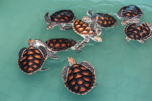 12 Important Facts Of Turtles