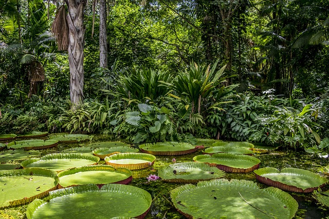 The Amazing Amazon Rainforest